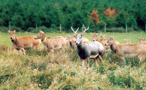 Père David deer