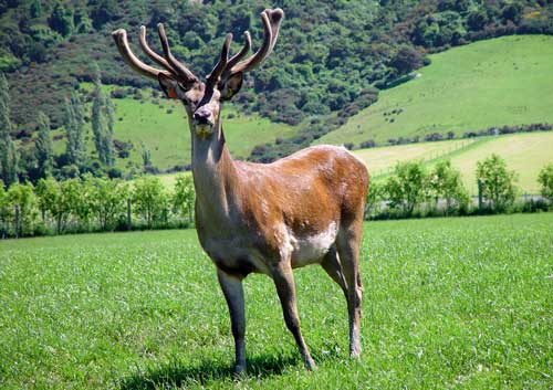 Top stag
