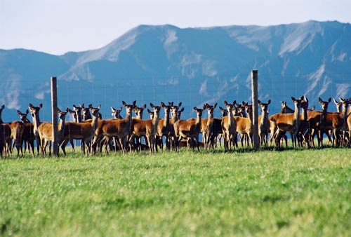 Deer fencing