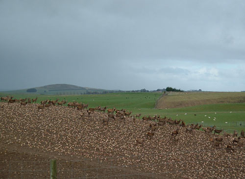Winter feeding