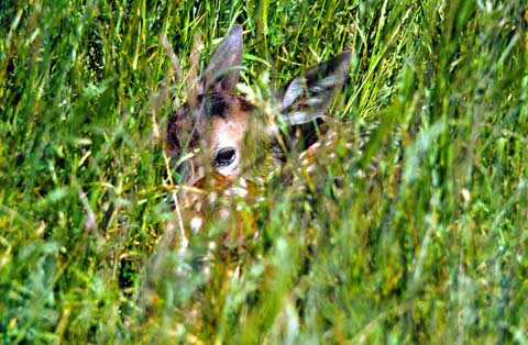 Welcome, Bambi!