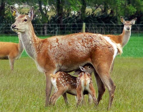 Fawns suckling