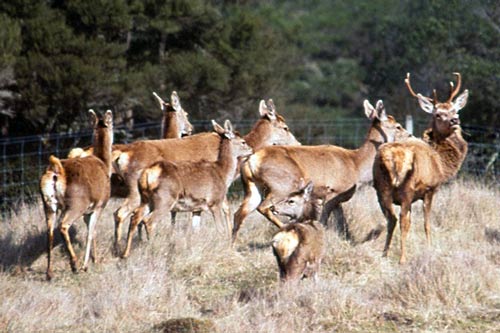 Mating season