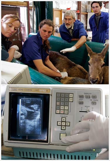 Ultrasound scanning