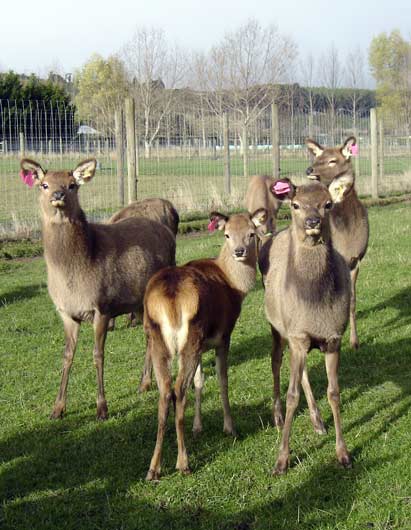Wapiti–red deer crosses