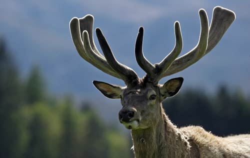 Velvet antlers