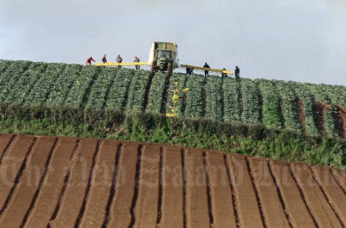 Market gardening