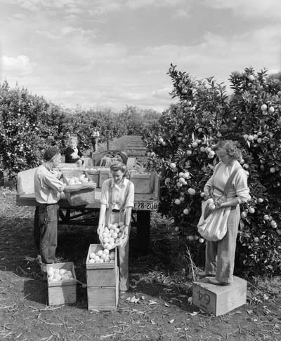 Picking oranges, Kerikeri, 1949 
