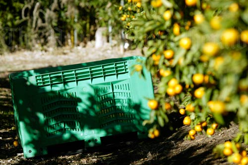 Mandarin orchard, Northland