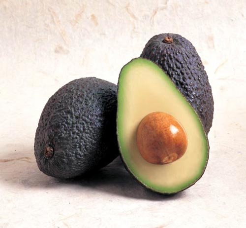 Hass avocado