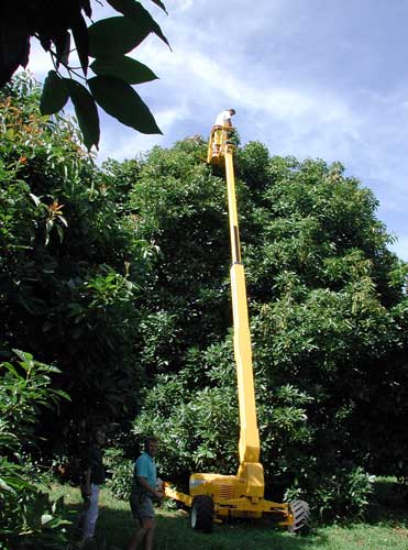 Harvesting avocados