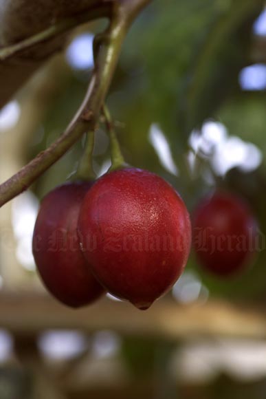 Tamarillo fruit