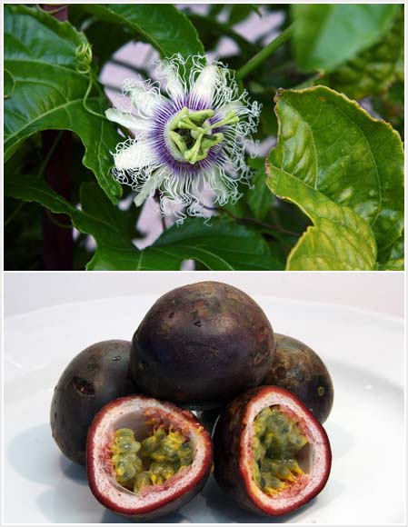 Black passionfruit and flower