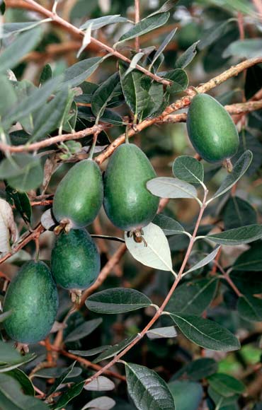 Feijoa orchard 