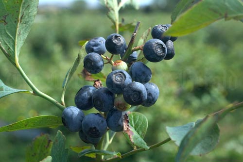 Blueberries