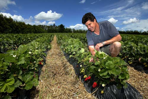 Kraft’s strawberry gardens