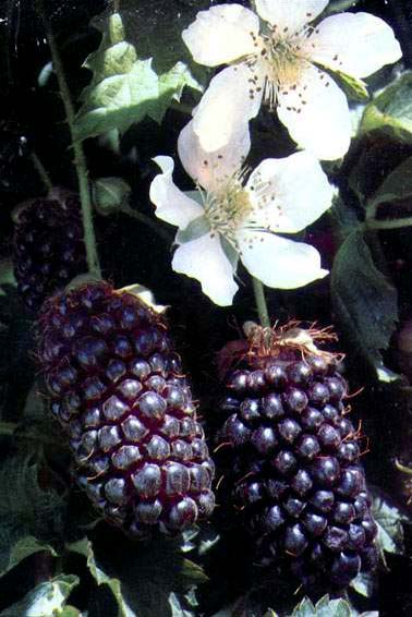 Boysenberry flowers and fruits