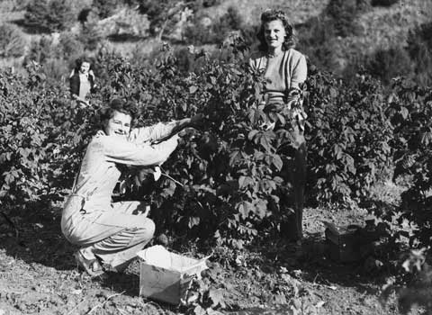 Picking raspberries, 1948