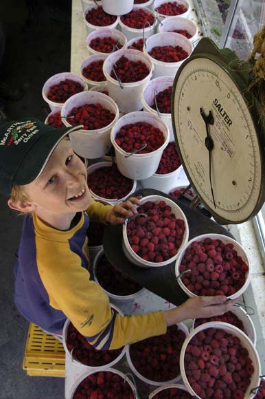 Weighing raspberries