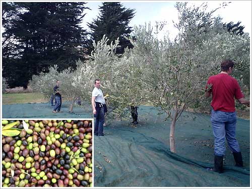 First harvest of olives