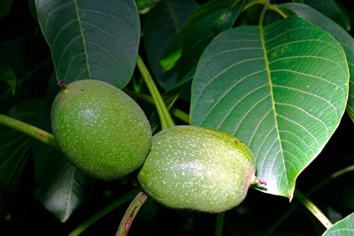 Immature walnuts