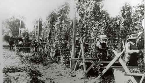 Hop picking, Heine family farm