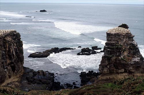 Muriwai gannets
