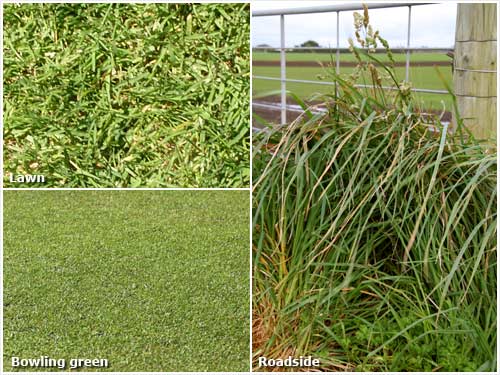 Lawn, bowling green and roadside grasses