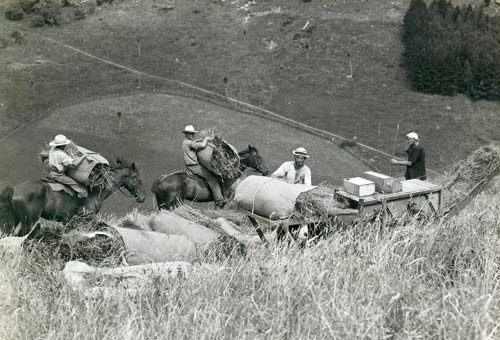 Harvesting cocksfoot