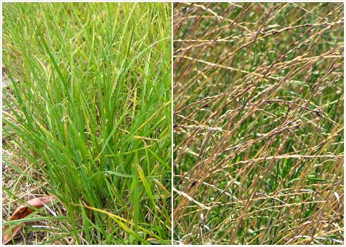 Perennial ryegrass