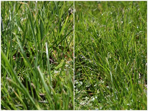 New ryegrasses