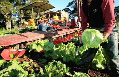 Vegetable pickers 