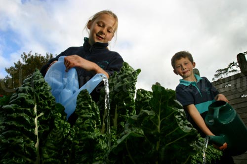 School vegetables 