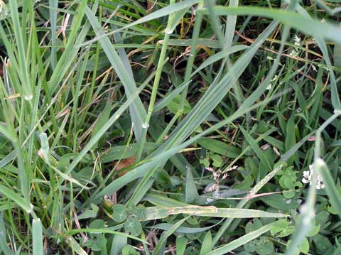 Phalaris