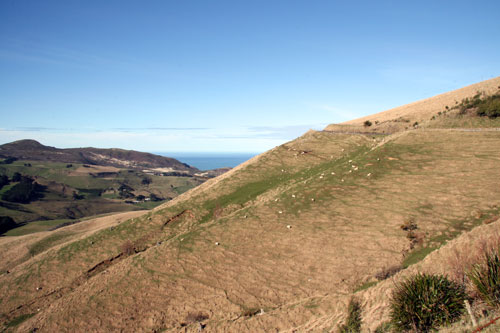 Hills covered with browntop