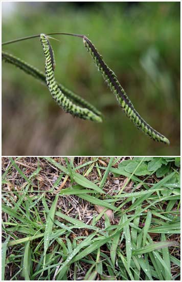 Paspalum