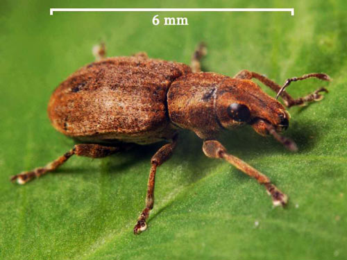 Clover root weevil 