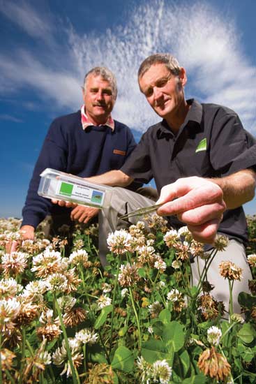 Releasing a clover root weevil parasite 