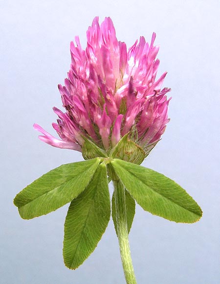 Red clover