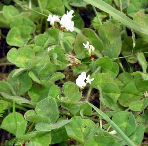Subterranean clover