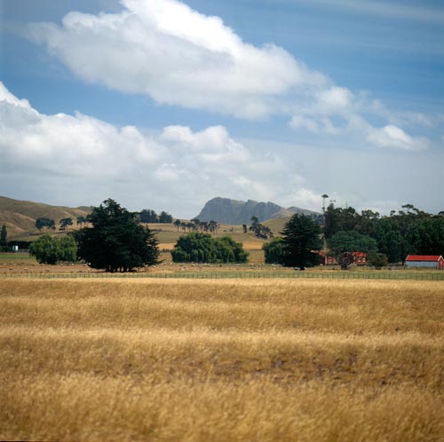 Dryland pastures