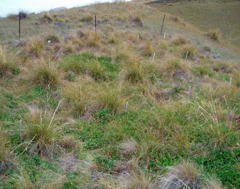 Tussock grasslands