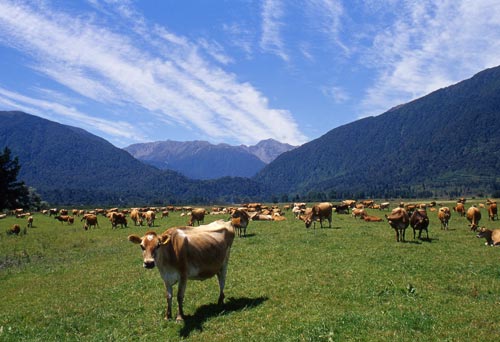 Dairy lands