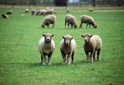 Sheep-grazed pastures