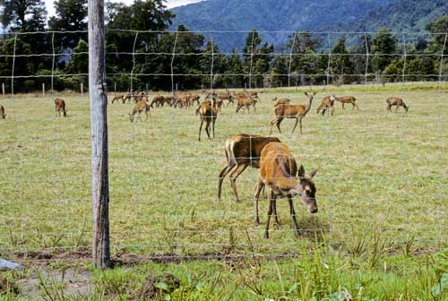 Deer grazing