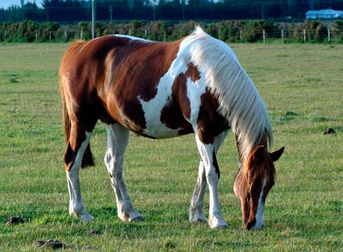 Horse pastures