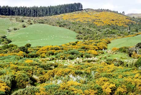 Gorse 