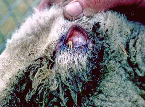 Barley grass eye damage