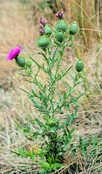 Scotch thistle 