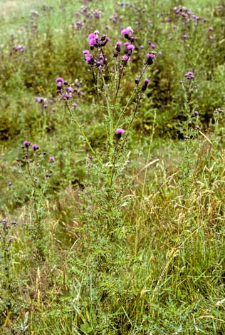 Californian thistle 